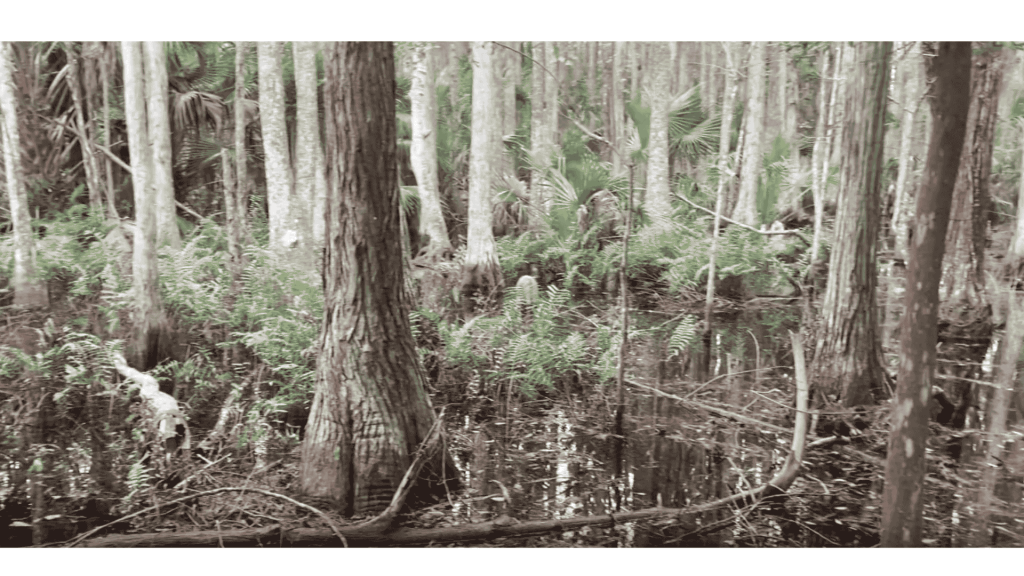 Florida cypress swamp at sunrise with still waters and sabal palms